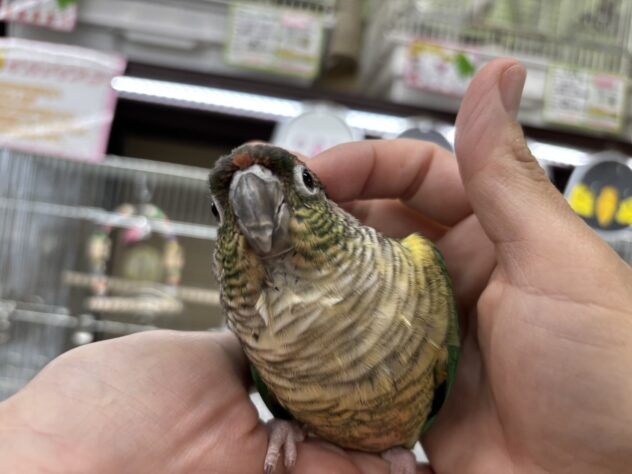 ワキコガネウロコ（ターコイズ） | ペットワールド アミーゴ