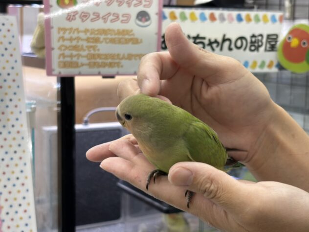 コザクラインコ（ノーマル） | ペットワールド アミーゴ