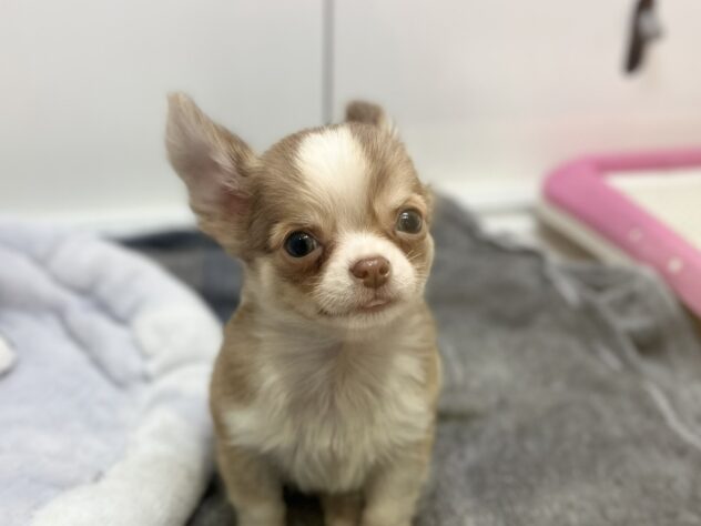 福島県のチワワ(ロング) (アミーゴ須賀川店/2025年11月30日生まれ/男の子/チョコレートフォーン)の子犬の2枚目の画像
