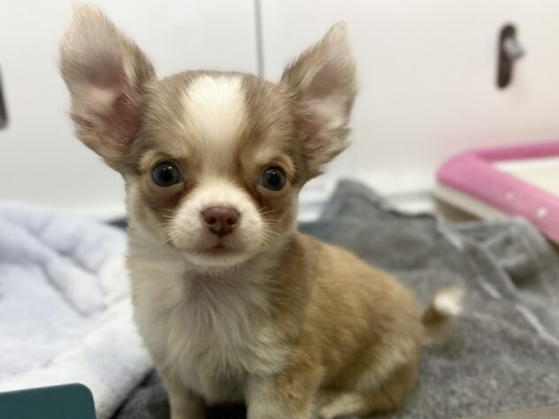 福島県のチワワ(ロング) (アミーゴ須賀川店/2025年11月30日生まれ/男の子/チョコレートフォーン)の子犬の1枚目の画像