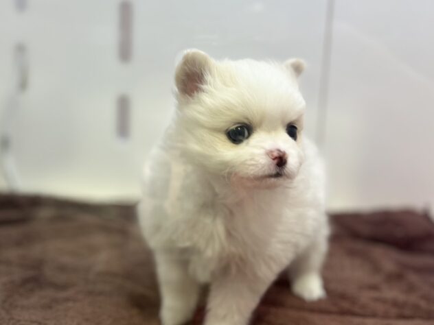 福島県のハーフ犬・ミックス犬 (アミーゴ須賀川店/2025年12月2日生まれ/女の子/クリーム)の子犬の2枚目の画像