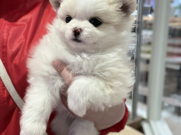 福島県のハーフ犬・ミックス犬 (アミーゴ須賀川店/2025年12月2日生まれ/女の子/クリーム)の子犬の1枚目の画像