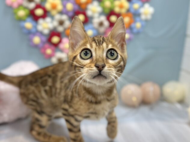 兵庫県のベンガル (ワンキャラット アミーゴ姫路飾磨店/2025年12月12日生まれ/男の子/ブラウンスポットタビー)の子猫