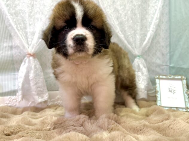 福島県のセントバーナード (アミーゴ本宮店/2025年12月16日生まれ/女の子/ブラウンホワイト)の子犬