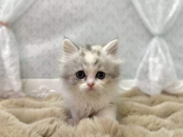 福島県のミヌエット (アミーゴ本宮店/2025年12月15日生まれ/女の子/ダイリュートキャリコ)の子猫