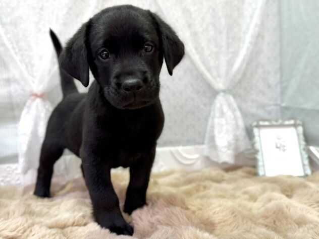 福島県のラブラドールレトリーバー (アミーゴ本宮店/2025年12月14日生まれ/男の子/ブラック)の子犬