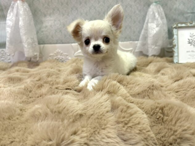 福島県のチワワ(ロング) (アミーゴ本宮店/2025年12月10日生まれ/男の子/クリームホワイト)の子犬
