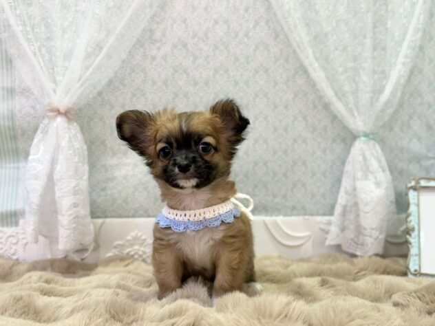 福島県のハーフ犬・ミックス犬 (アミーゴ本宮店/2025年12月15日生まれ/男の子/フォーンホワイト)の子犬