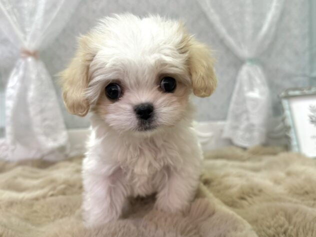 福島県のハーフ犬・ミックス犬 (アミーゴ本宮店/2025年12月15日生まれ/女の子/ブレンハイム)の子犬