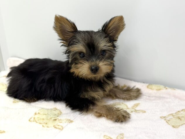 福島県のヨークシャーテリア (アミーゴ須賀川店/2025年12月1日生まれ/男の子/スチールブルータン)の子犬