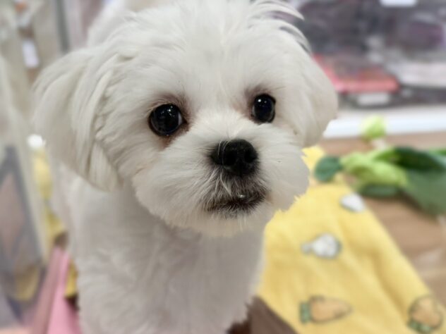 福島県のハーフ犬・ミックス犬 (アミーゴ須賀川店/2025年8月10日生まれ/男の子/ホワイト)の子犬