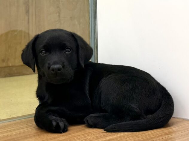 福島県のラブラドールレトリーバー (アミーゴ須賀川店/2025年12月14日生まれ/男の子/ブラック)の子犬