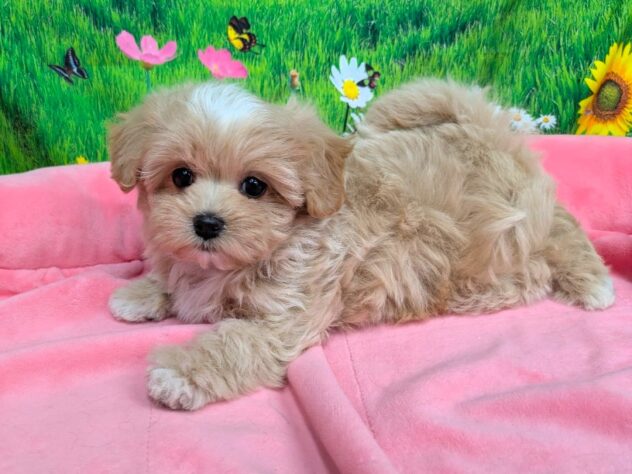 和歌山県のハーフ犬・ミックス犬 (アミーゴ和歌山太田店/2025年12月14日生まれ/女の子/クリーム)の子犬の2枚目の画像