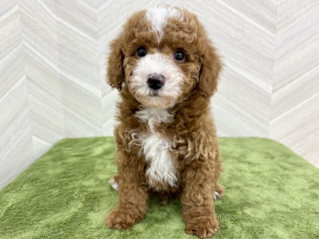 福島県のトイプードル(トイ) (アミーゴ郡山南店/2025年12月18日生まれ/男の子/レッドホワイト)の子犬