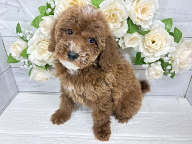 福島県のトイプードル(トイ) (アミーゴ郡山南店/2025年12月3日生まれ/男の子/レッドホワイト)の子犬