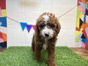 福島県のトイプードル(トイ) (アミーゴ郡山南店/2025年12月18日生まれ/男の子/レッドホワイト)の子犬