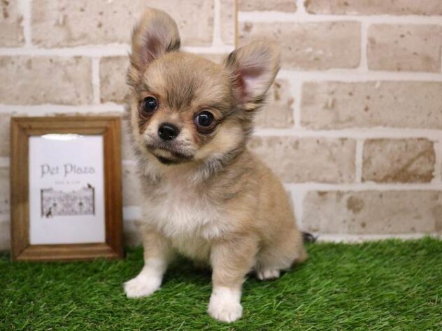 兵庫県のチワワ(スムース) (ペット・プラザ アミーゴ明石魚住店/2025年9月19日生まれ/男の子/フォーンホワイト)の子犬の2枚目の画像