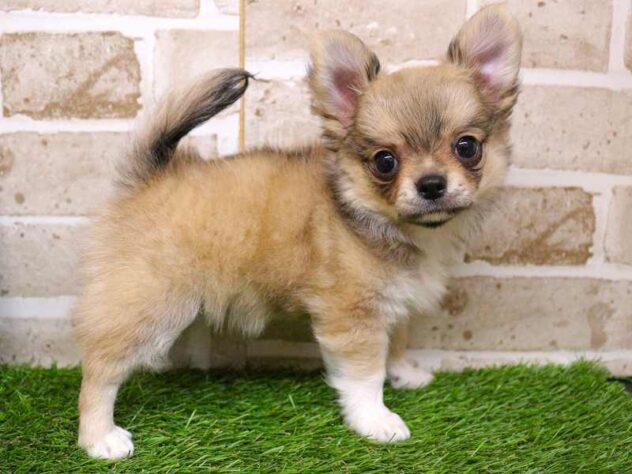 兵庫県のチワワ(スムース) (ペット・プラザ アミーゴ明石魚住店/2025年9月19日生まれ/男の子/フォーンホワイト)の子犬の3枚目の画像