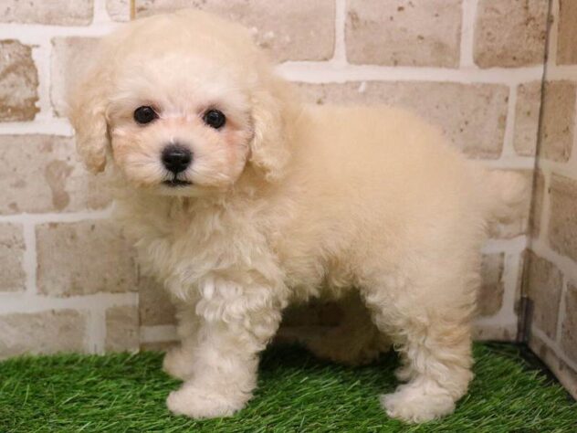 兵庫県のトイプードル(トイ) (ペット・プラザ アミーゴ明石魚住店/2025年9月17日生まれ/女の子/ホワイト)の子犬の3枚目の画像