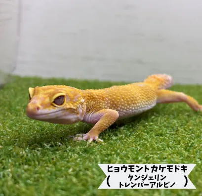 ヒョウモントカゲモドキ タンジェリントレンパーアルビノ | ペット