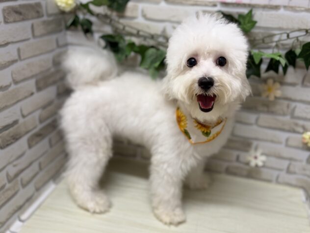 岩手県のハーフ犬・ミックス犬 (アミーゴ一関店/2025年10月14日生まれ/男の子/クリーム)の子犬