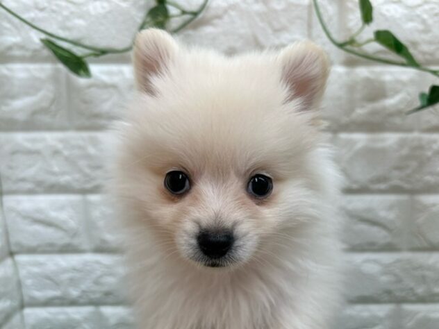 新潟県のポメラニアン (アミーゴ紫竹山店/2025年12月9日生まれ/男の子/クリーム)の子犬の3枚目の画像