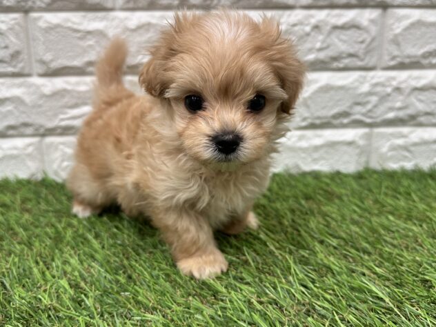 新潟県のハーフ犬・ミックス犬 (アミーゴ新潟小新店/2025年12月2日生まれ/男の子/アプリコット)の子犬の3枚目の画像