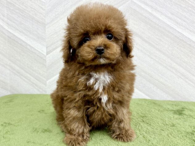 福島県のトイプードル(トイ) (アミーゴ郡山南店/2025年12月1日生まれ/女の子/レッド)の子犬