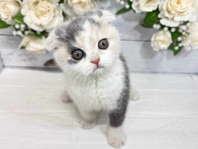 宮城県のスコティッシュフォールド (アミーゴ仙台富沢店/2025年12月16日生まれ/女の子/ダイリュートキャリコ)の子猫