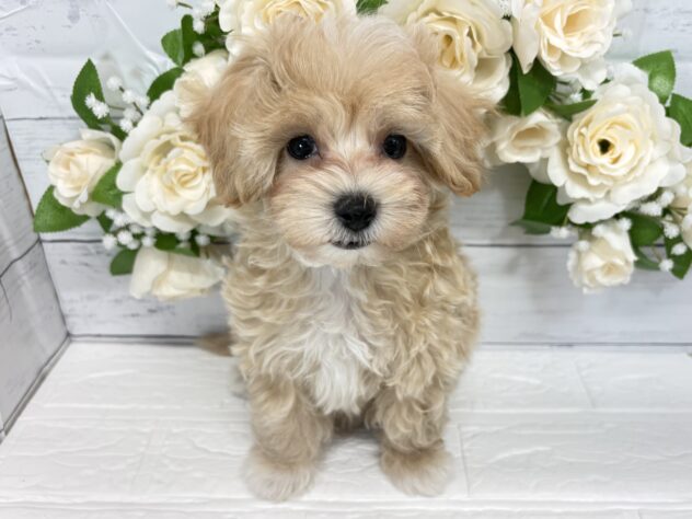 宮城県のハーフ犬・ミックス犬 (アミーゴ仙台富沢店/2025年12月3日生まれ/男の子/アプリコット)の子犬