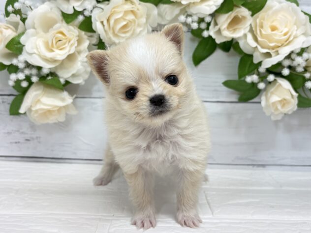 宮城県のハーフ犬・ミックス犬 (アミーゴ仙台富沢店/2025年12月22日生まれ/女の子/クリームホワイト)の子犬