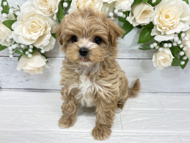 宮城県のハーフ犬・ミックス犬 (アミーゴ仙台富沢店/2025年12月21日生まれ/女の子/アプリコット)の子犬の2枚目の画像