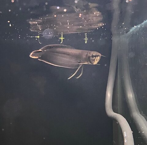 人工飼料餌付け済みブラックアロワナ 2匹セット  熱帯魚 古代魚 ブラックアロワナの飼育方法｜成長速度や混泳、水槽サイズは？ - WORIVER