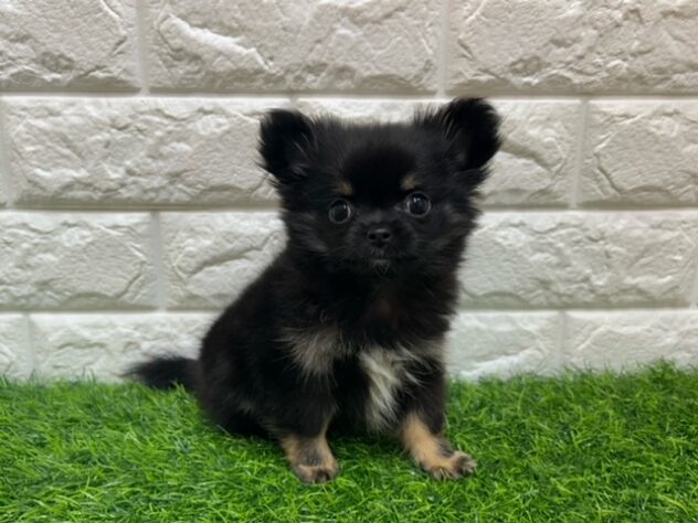 新潟県のハーフ犬・ミックス犬 (アミーゴ紫竹山店/2025年12月2日生まれ/女の子/ブラックタン)の子犬