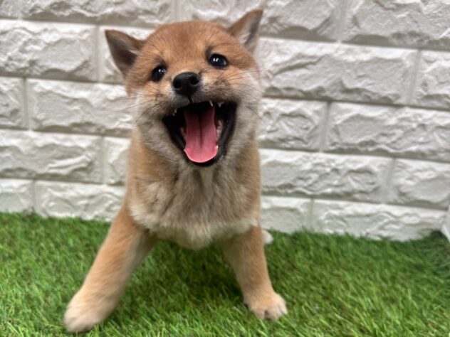 新潟県の柴犬(標準サイズ) (アミーゴ新潟小新店/2025年12月2日生まれ/男の子/赤)の子犬の1枚目の画像