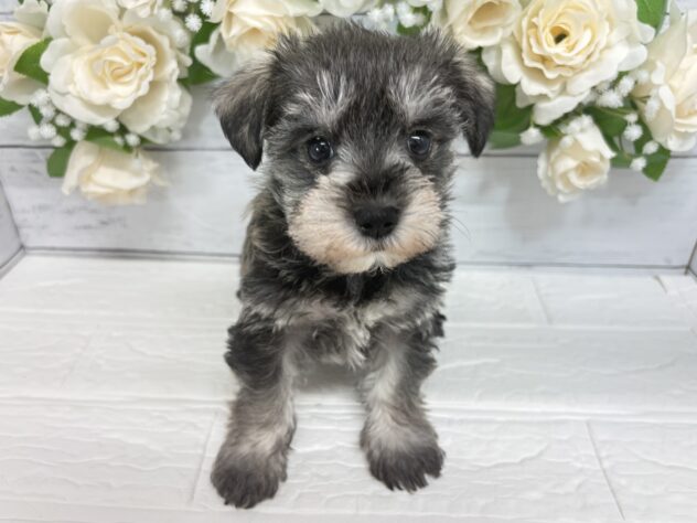 宮城県のハーフ犬・ミックス犬 (アミーゴ仙台富沢店/2025年12月19日生まれ/女の子/ソルトペッパー)の子犬