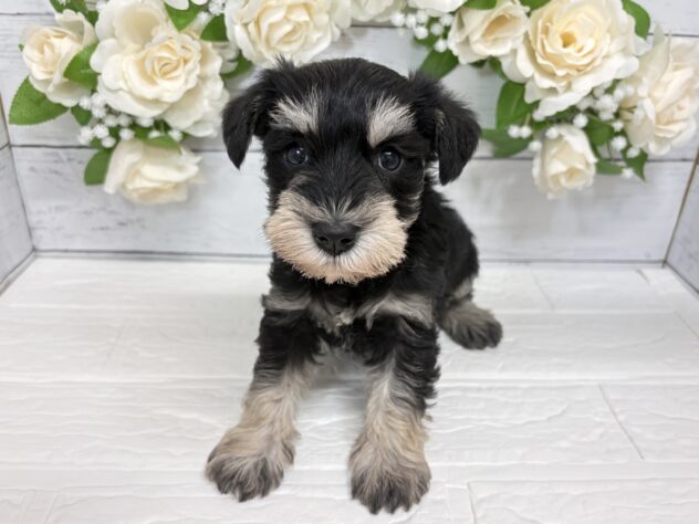 宮城県のミニチュアシュナウザー (アミーゴ仙台富沢店/2025年12月23日生まれ/女の子/ブラックシルバー)の子犬