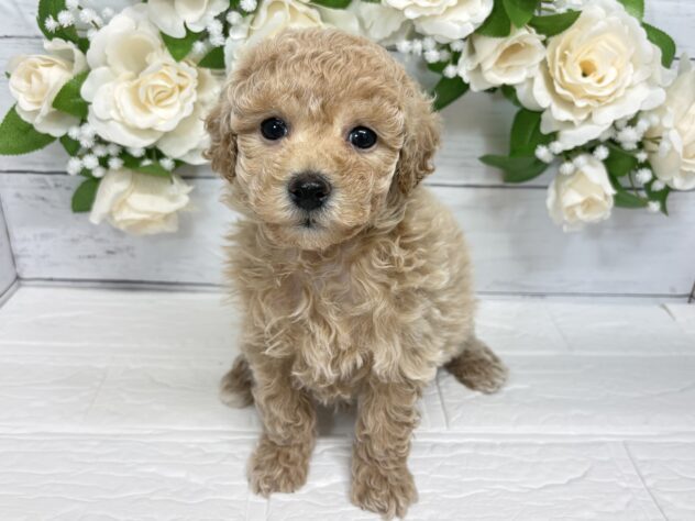 2025年12月24日生まれのハーフ犬・ミックス犬