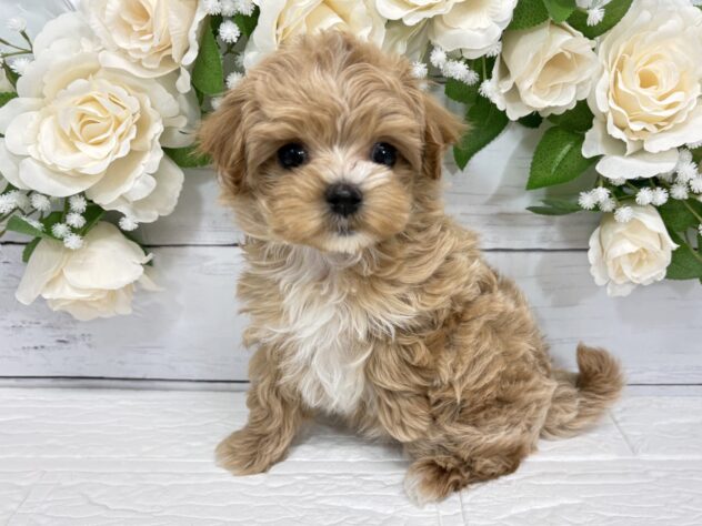 宮城県のハーフ犬・ミックス犬 (アミーゴ仙台富沢店/2025年12月21日生まれ/女の子/アプリコット)の子犬の1枚目の画像