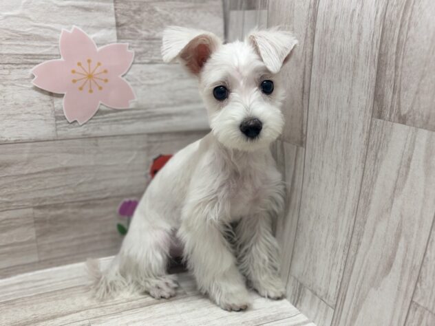 岩手県のハーフ犬・ミックス犬 (アミーゴ一関店/2025年12月19日生まれ/女の子/ホワイト)の子犬の2枚目の画像