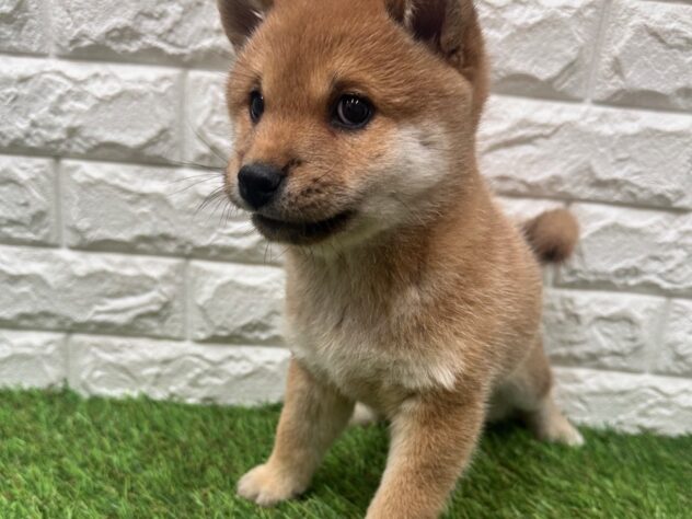 新潟県の柴犬(標準サイズ) (アミーゴ新潟小新店/2025年12月2日生まれ/男の子/赤)の子犬の4枚目の画像