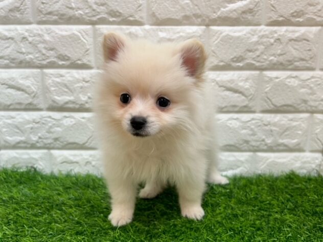 新潟県のポメラニアン (アミーゴ紫竹山店/2025年12月9日生まれ/男の子/クリーム)の子犬の2枚目の画像