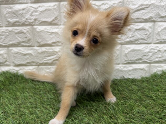 新潟県のハーフ犬・ミックス犬 (アミーゴ新潟小新店/2025年12月6日生まれ/男の子/クリームホワイト)の子犬の1枚目の画像