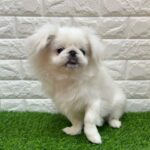 新潟県のペキニーズ (アミーゴ新潟小新店/2025年7月28日生まれ/男の子/ホワイト)の子犬の4枚目の画像