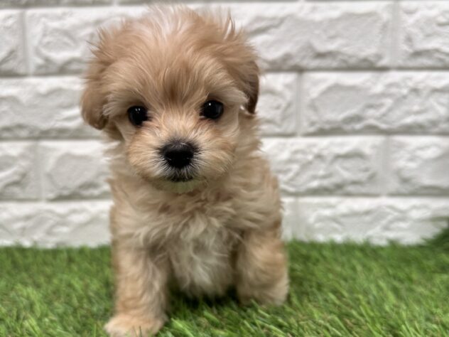 新潟県のハーフ犬・ミックス犬 (アミーゴ新潟小新店/2025年12月2日生まれ/男の子/アプリコット)の子犬の1枚目の画像