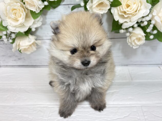宮城県のポメラニアン (アミーゴ仙台富沢店/2025年12月6日生まれ/女の子/オレンジ)の子犬