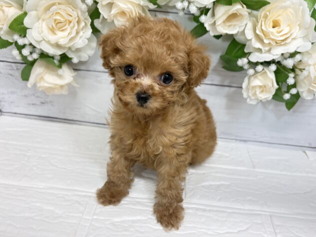 宮城県のトイプードル(トイ) (アミーゴ仙台富沢店/2025年12月15日生まれ/男の子/レッド)の子犬