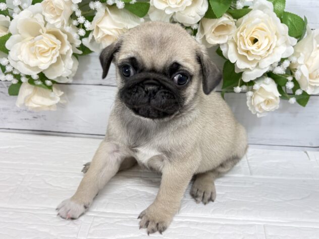 宮城県のパグ (アミーゴ仙台富沢店/2025年12月18日生まれ/男の子/フォーン)の子犬