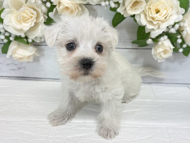 宮城県のハーフ犬・ミックス犬 (アミーゴ仙台富沢店/2025年12月19日生まれ/女の子/ホワイト)の子犬