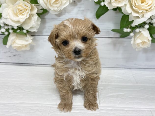 2025年12月21日生まれのハーフ犬・ミックス犬